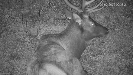 Pennsylvania Elk Live Webcam - Sep 2, 2025, 12:39am EDT