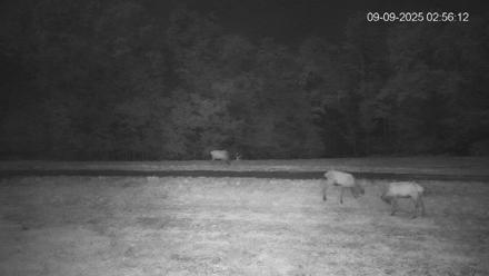 Pennsylvania Elk Live Webcam - Sep 9, 2025, 2:56am EDT