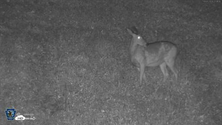 Pennsylvania Elk Live Webcam - Sep 5, 2026, 10:02pm EDT