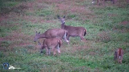 Pennsylvania Elk Live Webcam - Oct 2, 2026, 6:23pm EDT