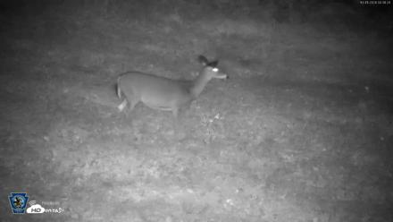 Pennsylvania Elk Live Webcam - Oct 1, 2026, 4:39am EDT