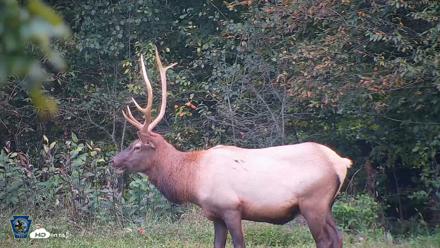 Pennsylvania Elk Live Webcam - Sep 9, 2026, 7:13pm EDT