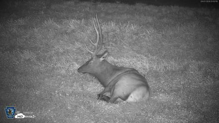 Pennsylvania Elk Live Webcam - Sep 7, 2026, 3:41am EDT
