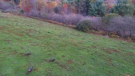 Pennsylvania Elk Live Webcam - Oct 17, 2025, 5:03pm EDT