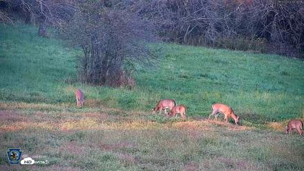 Pennsylvania Elk Live Webcam - Oct 3, 2026, 6:22pm EDT