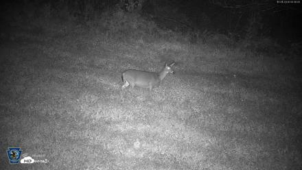 Pennsylvania Elk Live Webcam - Oct 1, 2026, 4:41am EDT