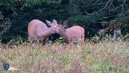 Pennsylvania Elk Live Webcam - Sep 29, 2026, 6:33pm EDT