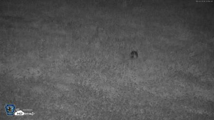 Pennsylvania Elk Live Webcam - Oct 3, 2026, 8:15pm EDT