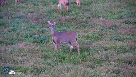 Pennsylvania Elk Live Webcam - Sep 26, 2026, 6:10pm EDT