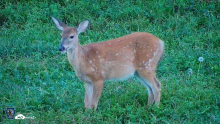Pennsylvania Elk Live Webcam - Sep 5, 2026, 7:30pm EDT