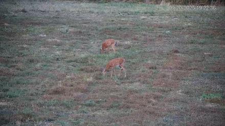 Pennsylvania Elk Live Webcam - Sep 20, 2025, 7:23pm EDT