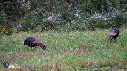 Pennsylvania Elk Live Webcam - Oct 1, 2026, 12:55pm EDT