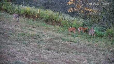 Pennsylvania Elk Live Webcam - Sep 21, 2025, 6:41pm EDT