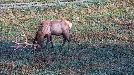 Pennsylvania Elk Live Webcam - Sep 9, 2025, 7:59am EDT