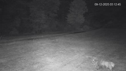 Pennsylvania Elk Live Webcam - Sep 12, 2025, 3:13am EDT