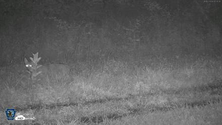 Pennsylvania Elk Live Webcam - Aug 17, 2026, 5:25am EDT