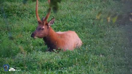 Pennsylvania Elk Live Webcam - Aug 18, 2026, 6:51pm EDT