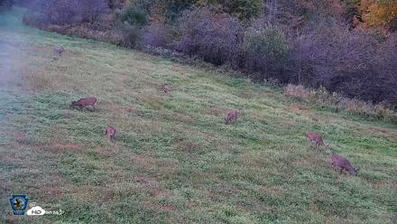 Pennsylvania Elk Live Webcam - Oct 2, 2026, 6:05pm EDT