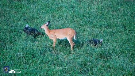 Pennsylvania Elk Live Webcam - Sep 9, 2026, 5:55pm EDT