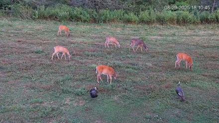 Pennsylvania Elk Live Webcam - Aug 29, 2025, 6:11pm EDT