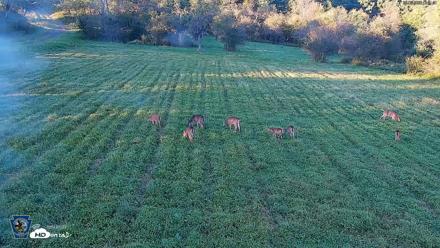 Pennsylvania Elk Live Webcam - Sep 5, 2026, 6:52pm EDT