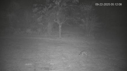 Pennsylvania Elk Live Webcam - Sep 22, 2025, 5:12am EDT