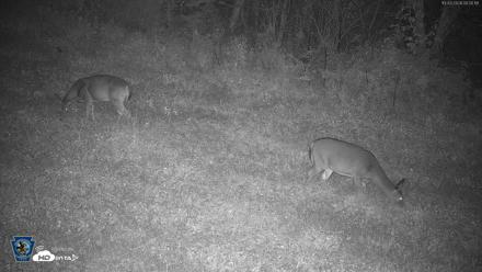 Pennsylvania Elk Live Webcam - Oct 3, 2026, 12:01am EDT