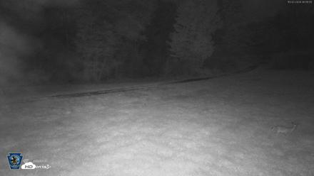Pennsylvania Elk Live Webcam - Oct 2, 2026, 6:20am EDT