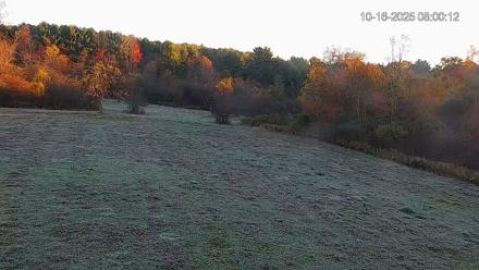 Pennsylvania Elk Live Webcam - Oct 16, 2025, 8:00am EDT