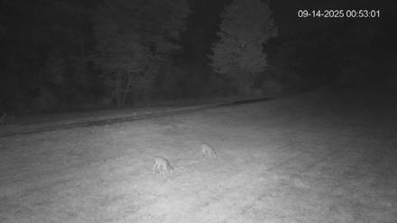 Pennsylvania Elk Live Webcam - Sep 14, 2025, 12:53am EDT