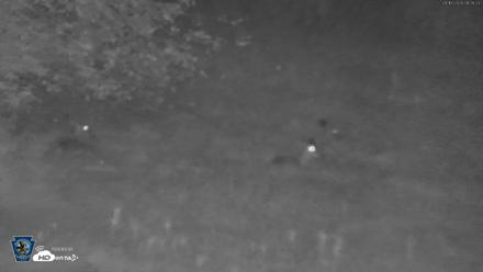 Pennsylvania Elk Live Webcam - Aug 16, 2026, 9:10pm EDT