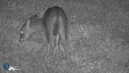 Pennsylvania Elk Live Webcam - Oct 2, 2026, 9:38pm EDT