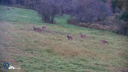 Pennsylvania Elk Live Webcam - Oct 1, 2026, 6:48pm EDT