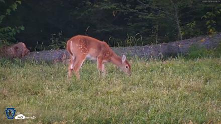 Pennsylvania Elk Live Webcam - Sep 5, 2026, 7:06pm EDT