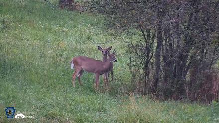 Pennsylvania Elk Live Webcam - Sep 28, 2026, 6:47pm EDT