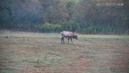 Pennsylvania Elk Live Webcam - Sep 17, 2025, 7:25am EDT