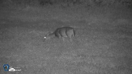 Pennsylvania Elk Live Webcam - Sep 28, 2026, 5:53am EDT