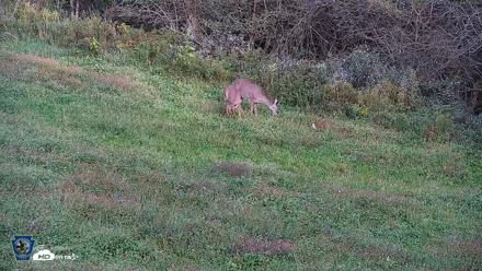 Pennsylvania Elk Live Webcam - Sep 30, 2026, 5:13pm EDT