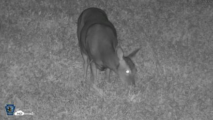 Pennsylvania Elk Live Webcam - Sep 26, 2026, 9:39pm EDT