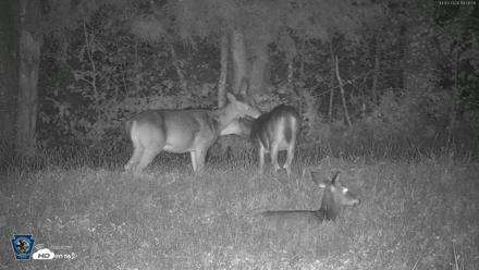 Pennsylvania Elk Live Webcam - Oct 3, 2026, 7:51pm EDT