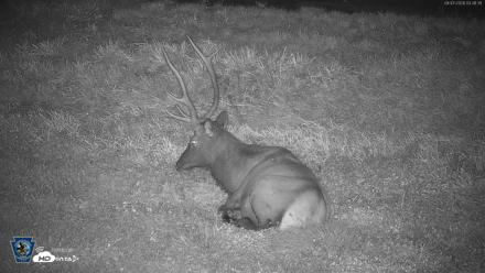 Pennsylvania Elk Live Webcam - Sep 7, 2026, 3:39am EDT