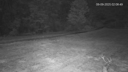 Pennsylvania Elk Live Webcam - Sep 9, 2025, 2:09am EDT