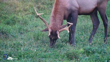 Pennsylvania Elk Live Webcam - Sep 8, 2026, 7:06pm EDT