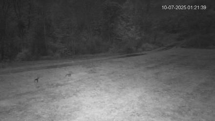 Pennsylvania Elk Live Webcam - Oct 7, 2025, 1:22am EDT