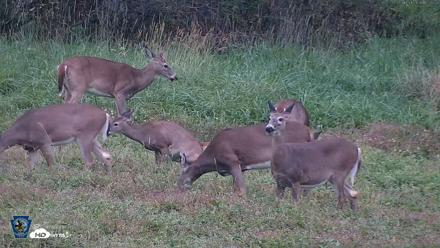 Pennsylvania Elk Live Webcam - Oct 1, 2026, 6:58pm EDT