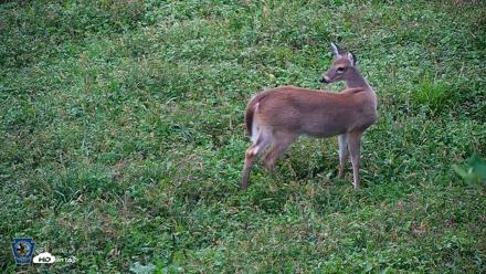 Pennsylvania Elk Live Webcam - Oct 1, 2026, 8:15am EDT
