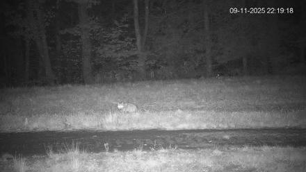 Pennsylvania Elk Live Webcam - Sep 11, 2025, 10:19pm EDT