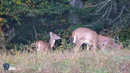 Pennsylvania Elk Live Webcam - Oct 3, 2026, 6:35pm EDT