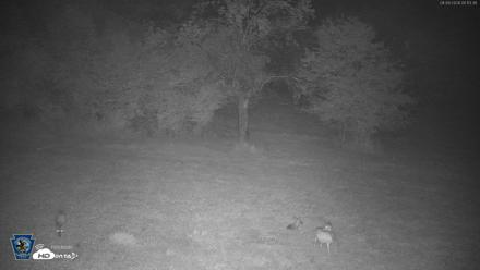 Pennsylvania Elk Live Webcam - Aug 9, 2026, 12:14am EDT