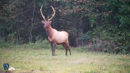 Pennsylvania Elk Live Webcam - Sep 9, 2026, 7:08pm EDT